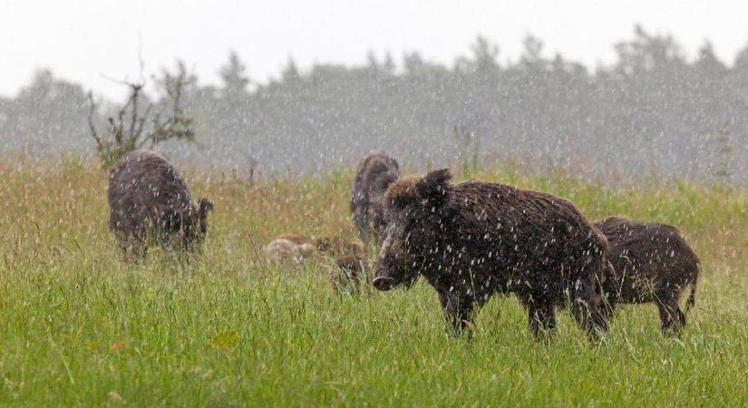 Nincs vége: már Bóly alá ért az afrikai sertéspestis