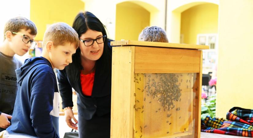 Egy pillanat alatt felbolydult méhkassá vált a Damjanich Múzeum udvara – galériával