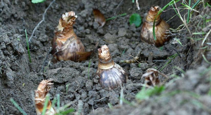 Nárciszhagymát ettek a gyerekek egy várpalotai óvodában, öten kórházba kerültek