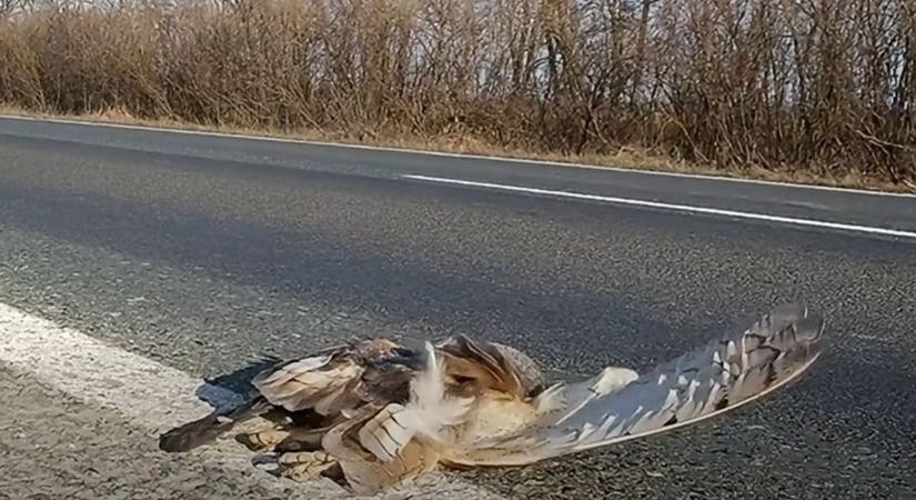 A telet túlélte, az autót nem – megrázó sors jutott a Zalában gyűrűzött gyöngybagolynak (videó)