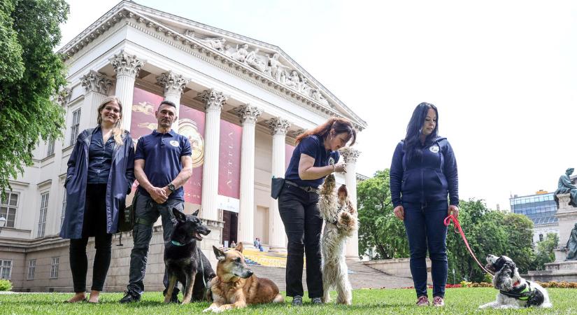 Itt vannak a magyar aranykereső kutyák, az első bevetésük Bajorországban volt – Kifejezetten őket kérték erre a speciális feladatra
