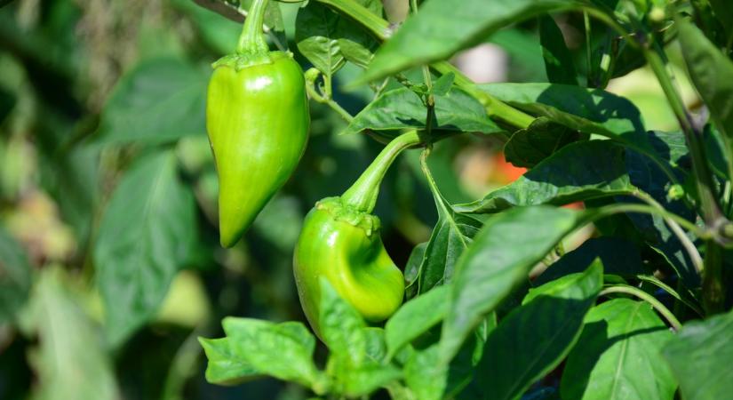 A paprika titka, amit sokan kihagynak: kertész ismerősöm szerint ezektők a praktikákról roskadozhatnak a bokrok nyár végére