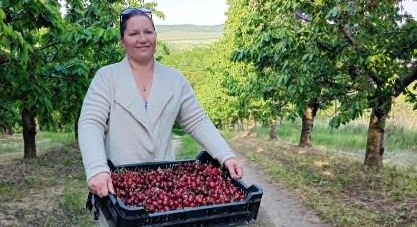 Érik a cseresznye - Ennyibe kerül a győri csarnokban, ennyibe szedd magad földön Ravazdon