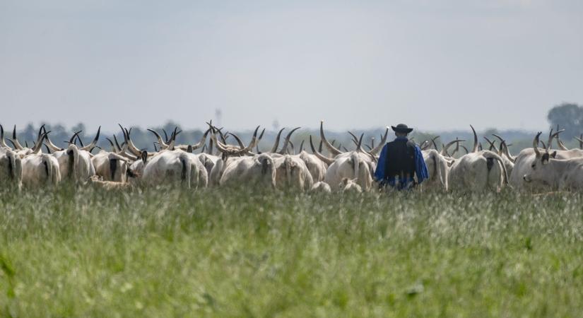 A Bükki Nemzeti Park csodálatos világa – Nem is gondolná miket talál Magyarországon