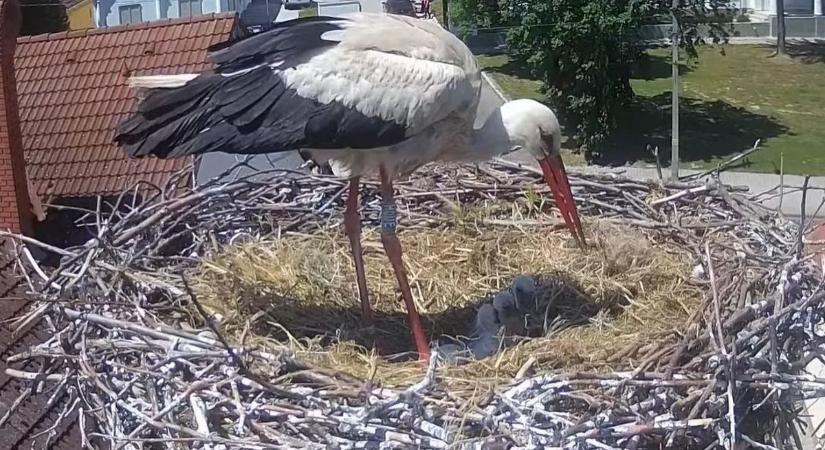 Cuki csöppségek, az egész város őket figyeli aggódó szeretettel – videóval