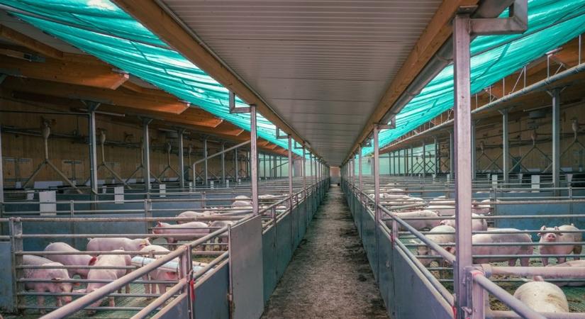 Több vármegyéből is rossz hírek érkeztek az állattartóknak
