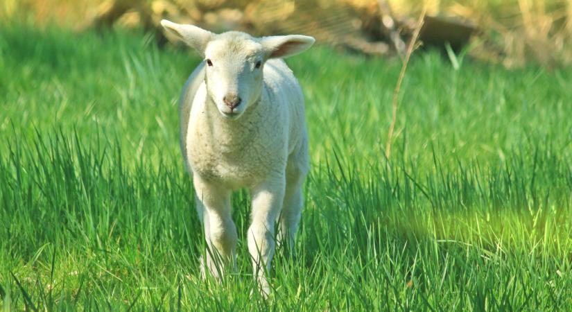 Vegyesen alakultak az uniós bárányárak