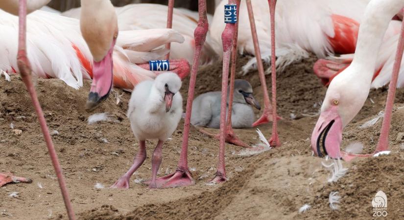 Flamingófiókák jöttek világra a Fővárosi Állatkertben