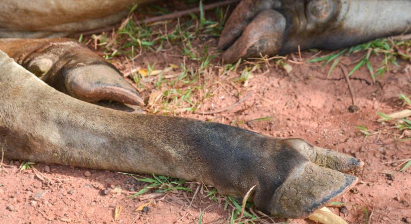 Horror a Pest megyei városban: állattetemek hevernek mindenhol