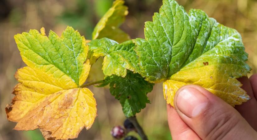 Veszélyben a kerted – Így vedd fel a harcot a szőlő aranyszínű sárgaság ellen