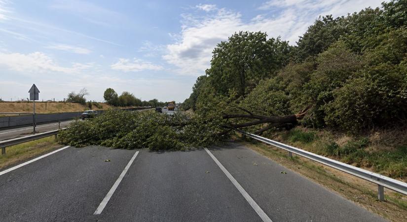 Hatalmas a torlódás az M7-esen egy, az útra dőlt fa miatt