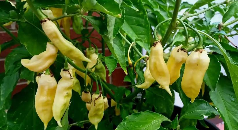 Kikotyogták a profi kertészek: Ezt a filléres dolgot kell a paprika tövéhez szórni, hogy túlélje a 35 fokot