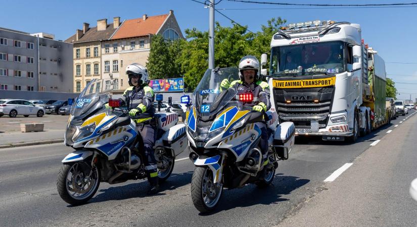 Rendőri segítséggel költözött a budapesti elefánthím