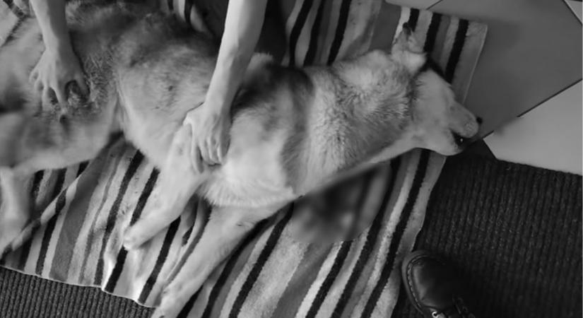 Megrendítő vallomás a kaposvári állatvédőtől: a kanapéról mindenki jobban tudja, hogyan kellene kutyát menteni