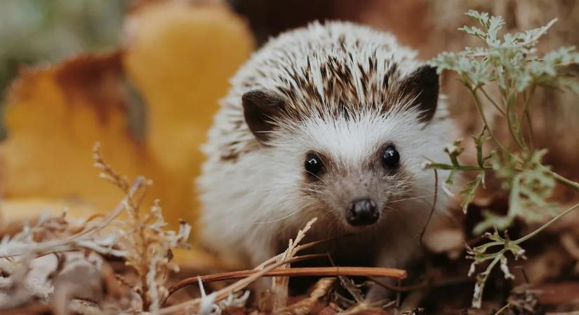 Megrázó, mit tettek a gyerekek egy védtelen sündisznóval