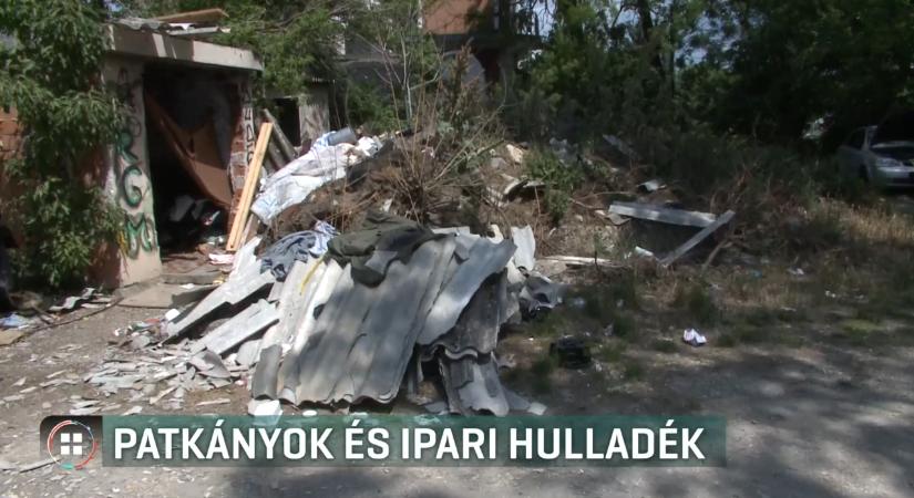 Patkányok, illegálisan lerakott azbesztpala és rengeteg szemét Kelenföldön