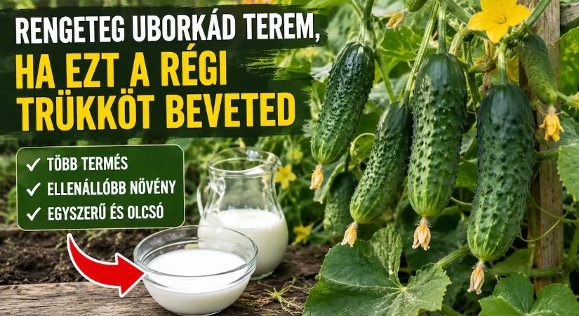 A falusi öregek erre esküsznek: ettől roskadozik az uborka a kertben