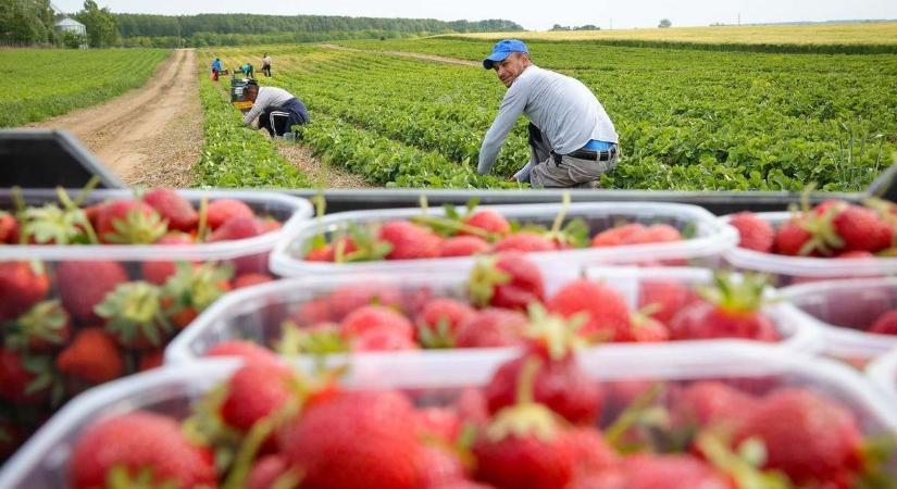 Bővült a lista, újabb szedd magad eper helyek, immár szabadföldön – Íme a lista!