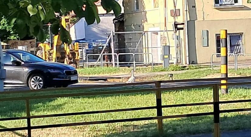 Egy liba fokozza a reggeli közhangulatot Kaposváron a Tüskevári sorompónál