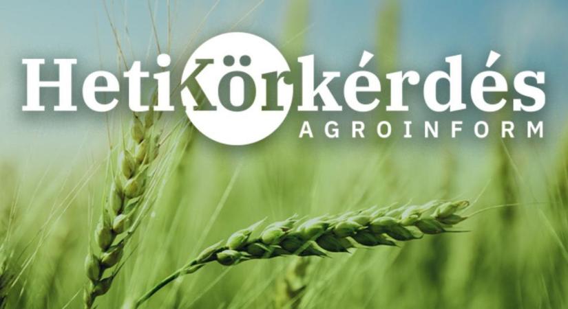 Pillanatképek és tanulságok a kalászos állományokból – Heti Körkérdés