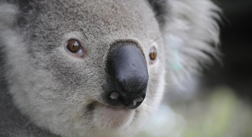 Egy koala tömegkarambolt okozott egy autópályán