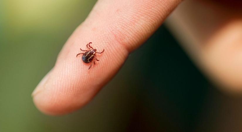 Minden háztartásban ott van! Egyszerű eszközzel távolítható el a rettegett vérszívó