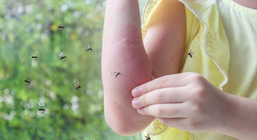 Így védekezhetünk hatékonyan a szúnyogok ellen - szakértő adott tanácsokat