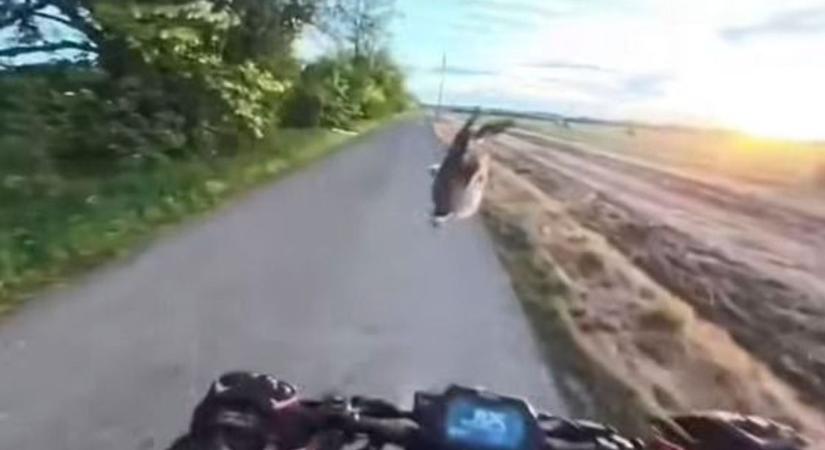 Hatalmasat bukott az elektromos rolleres, miután a semmiből eléugrott egy nyúl – videó
