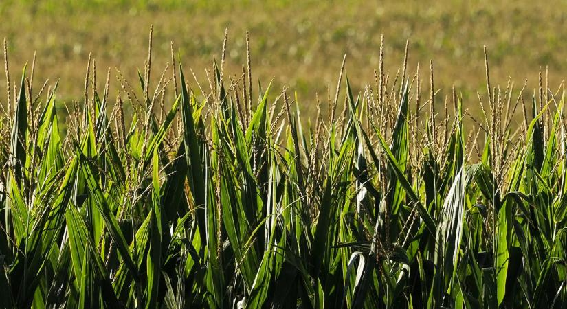 Lengyel és szlovák kukorica szorítja ki a magyart – megszólalt a Tisza-kormány agrárminisztere