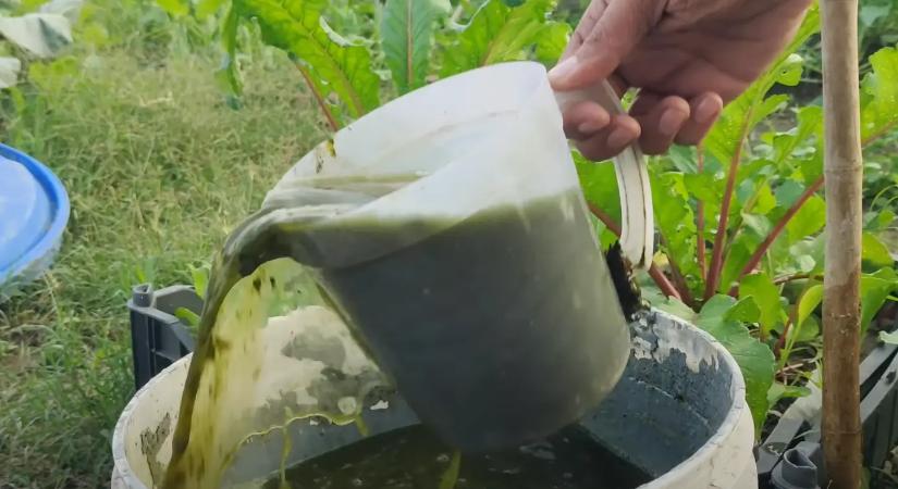 Ne költs drága tápoldatokra! 5 zseniális házi növénytáp, amitől roskadozni fognak a zöldségeid