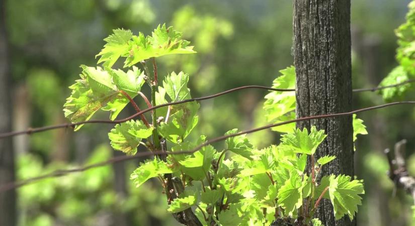 Összefogással a szőlőültetvények védelmében