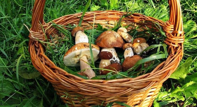 Megindult az erdő kincse: aki ezt most kihagyja, lemarad az év legfinomabb zsákmányáról!