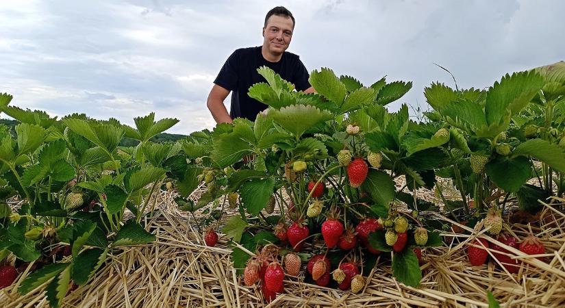 Végre itt a szezon! Minden, amit a friss, zamatos, zalai eperről tudni kell