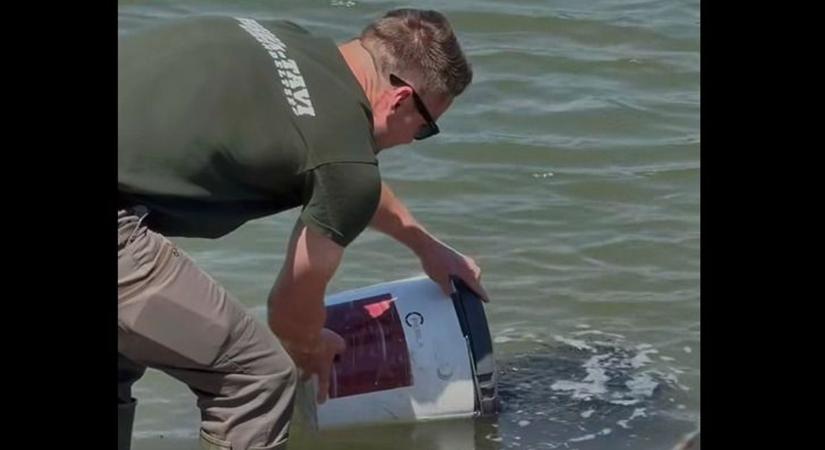 Elkezdődött a süllőtelepítés a Tisza-tónál  videó