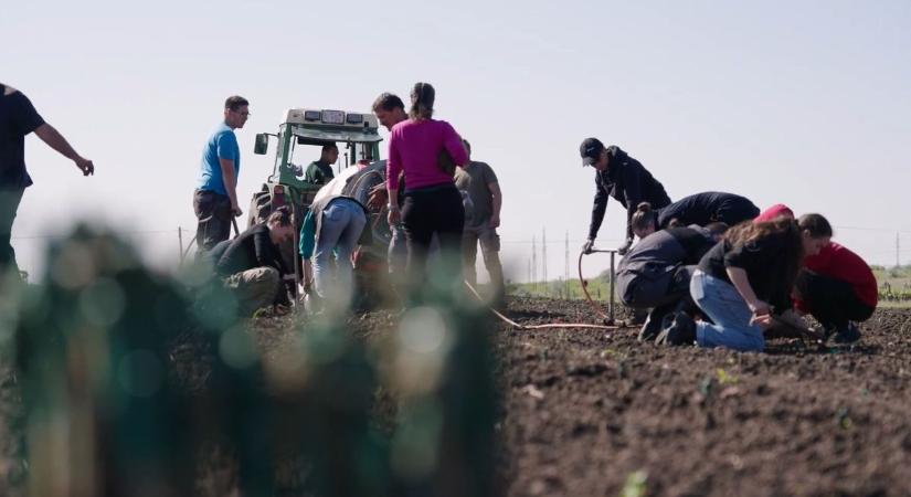 A jövő borait alapozzák meg: új szőlőfajtákat ültettek Egerben