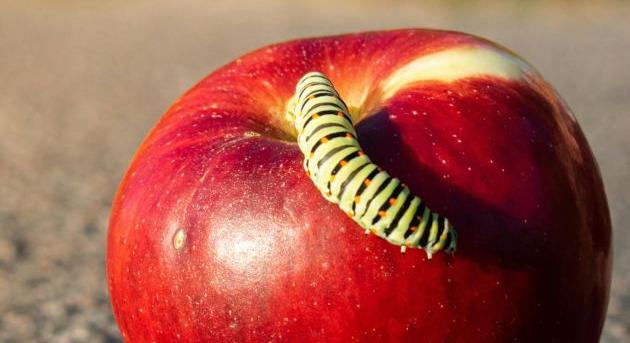 Az Apple hat év alatt 11 milliárd dollárt spórolt az felhasználóinak