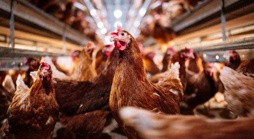 Gazdasági haszonállatok állatjóléti dilemmái baromfis szemszögből – illúziók és a valóság