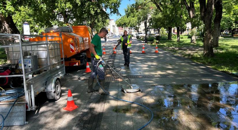 Tele a város galambürülékkel, de Kecskemét megtalálta a megoldást erre a problémára – fotók, videó