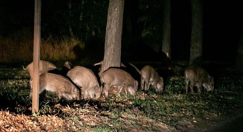 Afrikai sertéspestis: reagált a Nébih