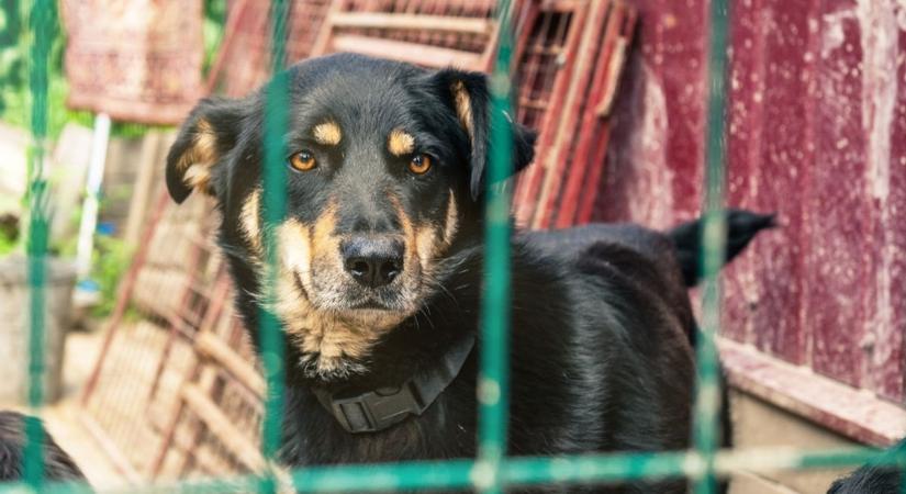 110 kutya sorsa vált bizonytalanná – pénzhiány miatt került veszélybe a szentesi menhely