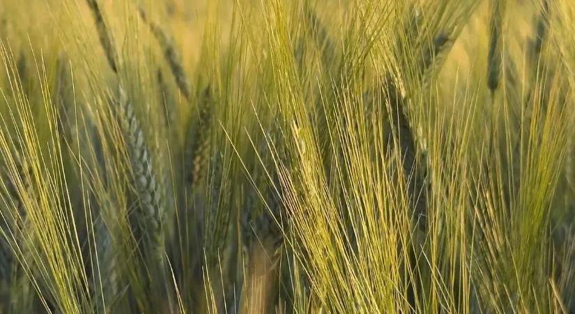 Ezeket a termékeket hozták be Ukrajnából a tilalom megszűnése óta, mutatjuk