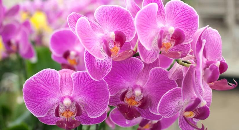 Orchidea tartása a kertben – Ezzel az egyszerű trükkel virágparadicsomot varázsolhatsz az udvarodból
