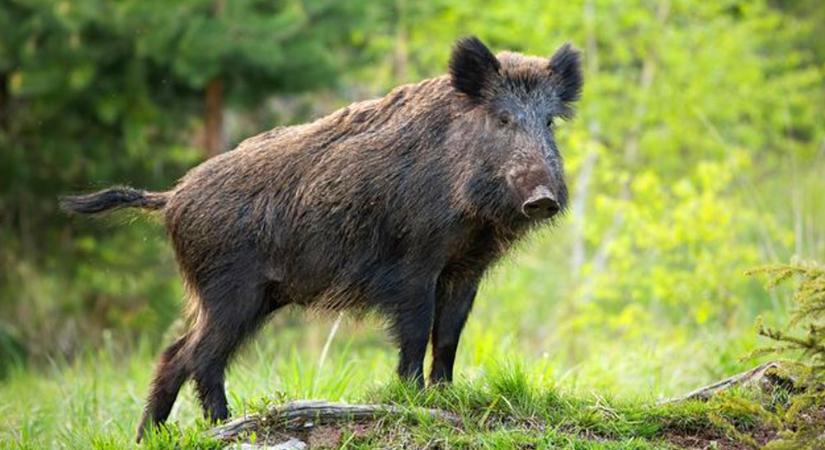 Afrikai sertéspestis járvány ütötte fel a fejét Isaszegen és Mogyoródon