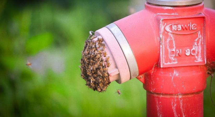 Méhraj a győri fürdő előtt egy vízcsapon - mi a teendő?