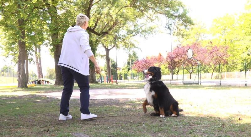 Kutyavidámpark várja az ebeket Balatonlellén