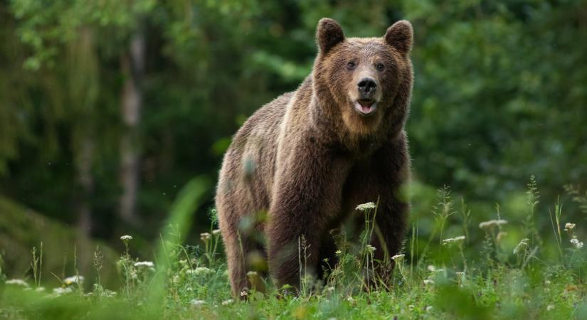 Újra lecsapott a medve a szomszédban: durva, ami történt