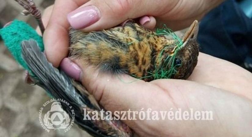 Egymást érték a riasztások: tűz, viharkár és állatmentés
