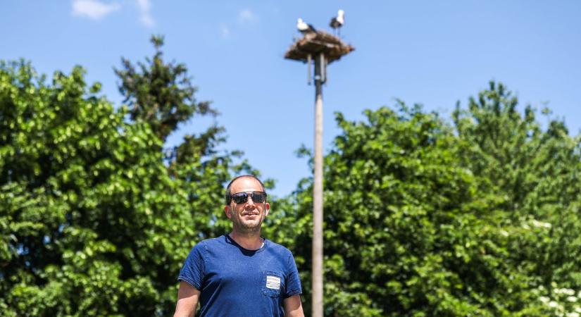 Megható összefogás Sében: új otthont építettek a helyiek a fészek nélkül maradt gólyapárnak - videó!