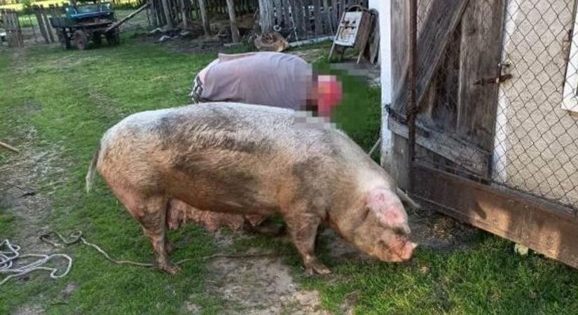 Pöcegödörből mentették ki a disznót a tűzoltók Heresznyén