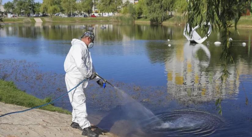 Várni kell a szúnyoggyérítésre - Ha otthon neveljük, minket fog csípni